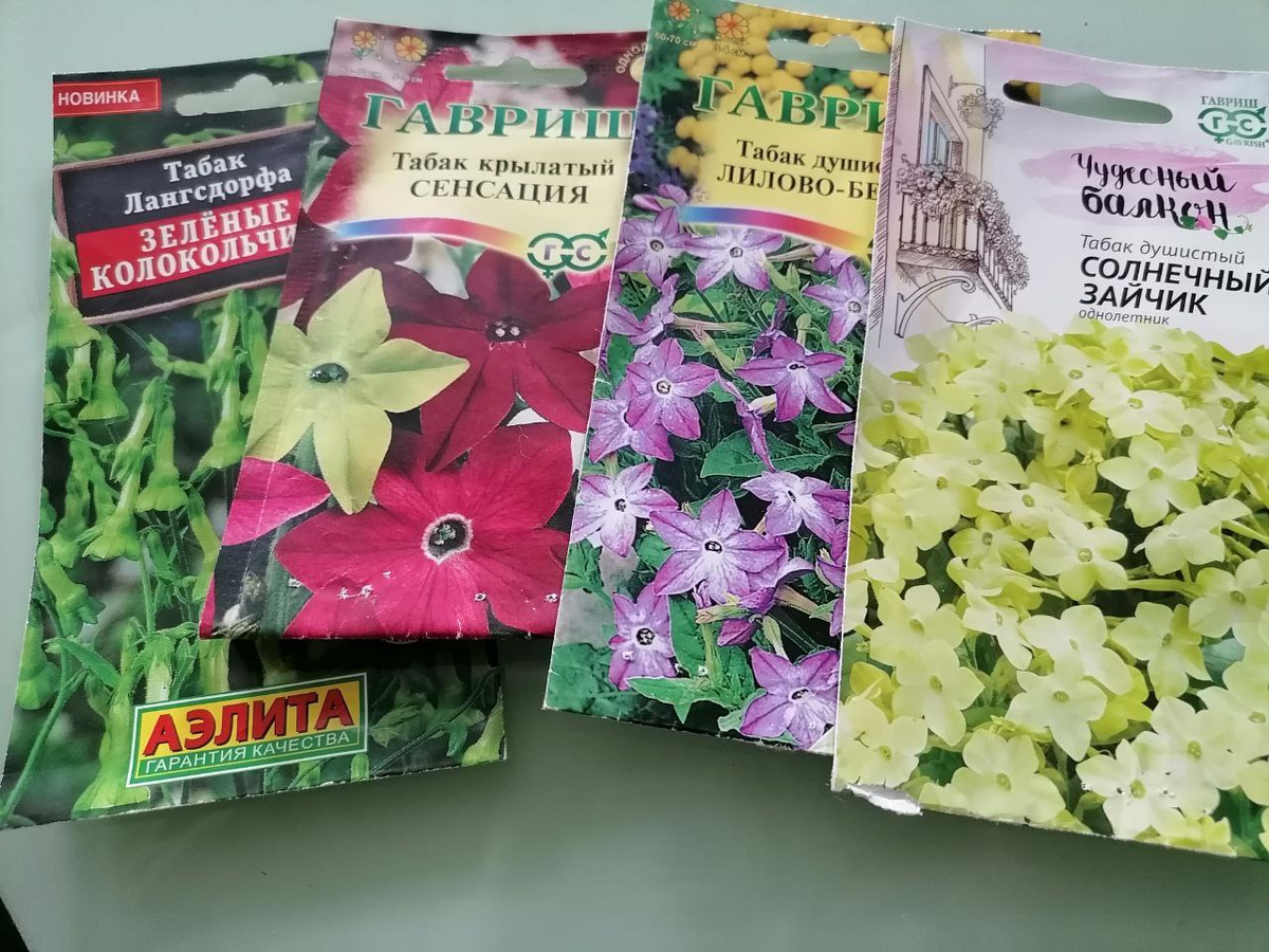 Семена душистого табака, который выращиваю, фото автора