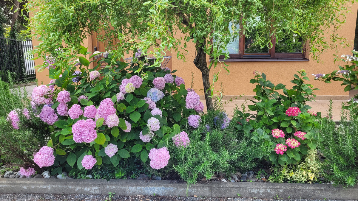Гортензии здесь на территории