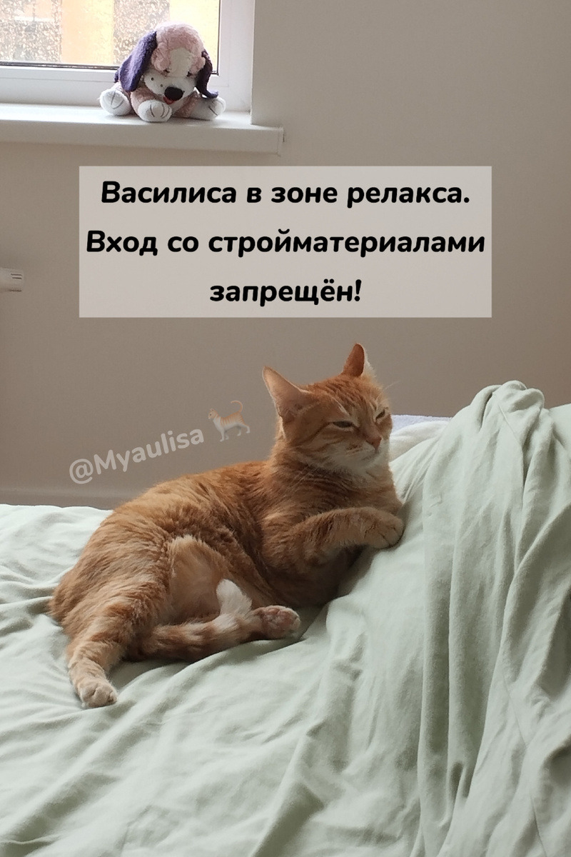 Фото: Я, Василиса, отдыхаю перед ремонтом — автор: korolek, @Myaulisa