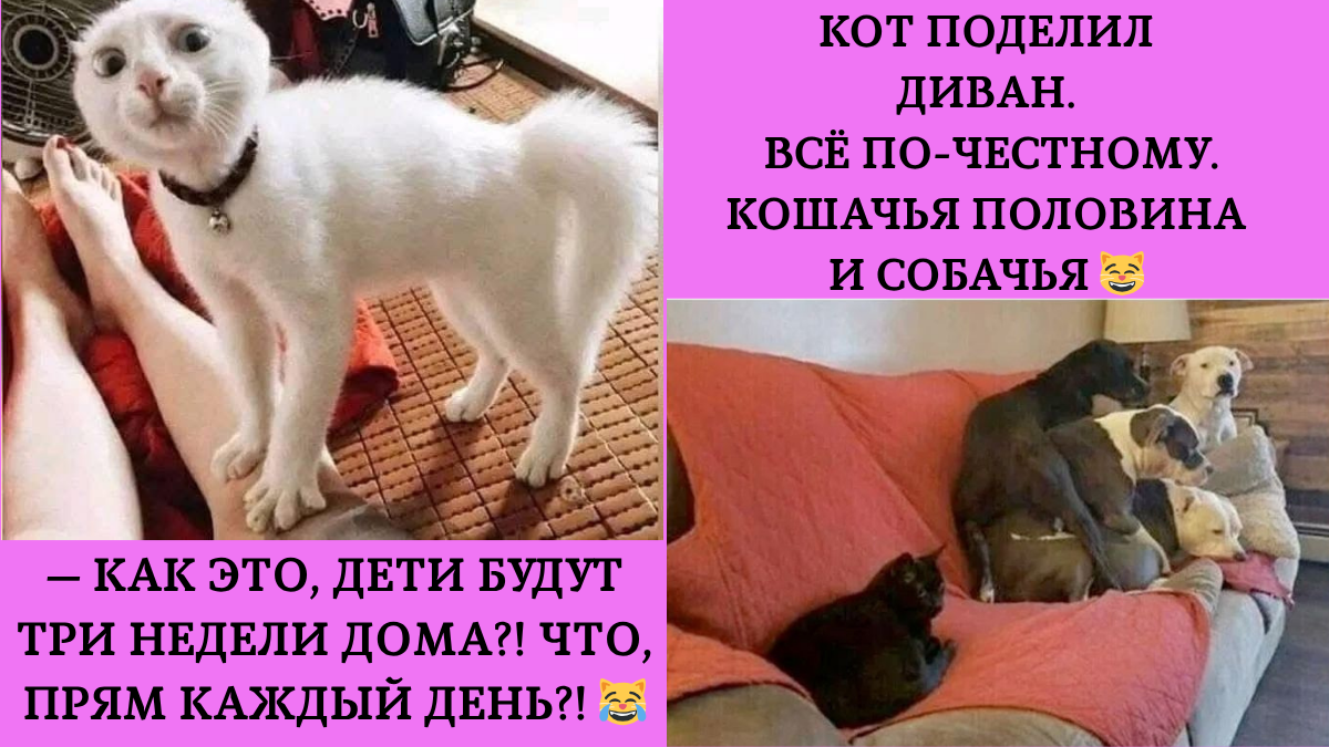 Фото: Досуг котиков — автор: Любовь @hi_journal