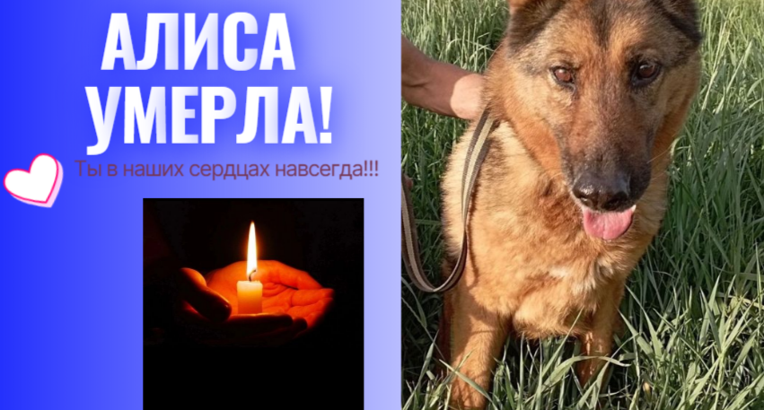 Алиса, мы тебя будем помнить!!! 