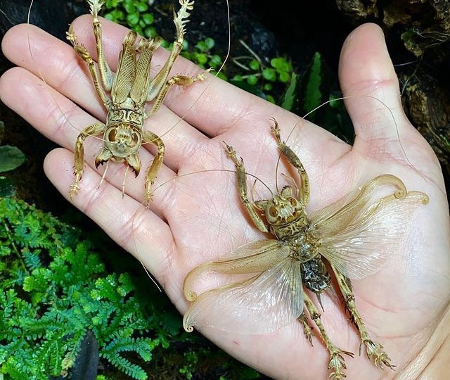 Дюнный сверчок: Хищные чудища Пакистана. Они готовы разорвать и своих и чужих