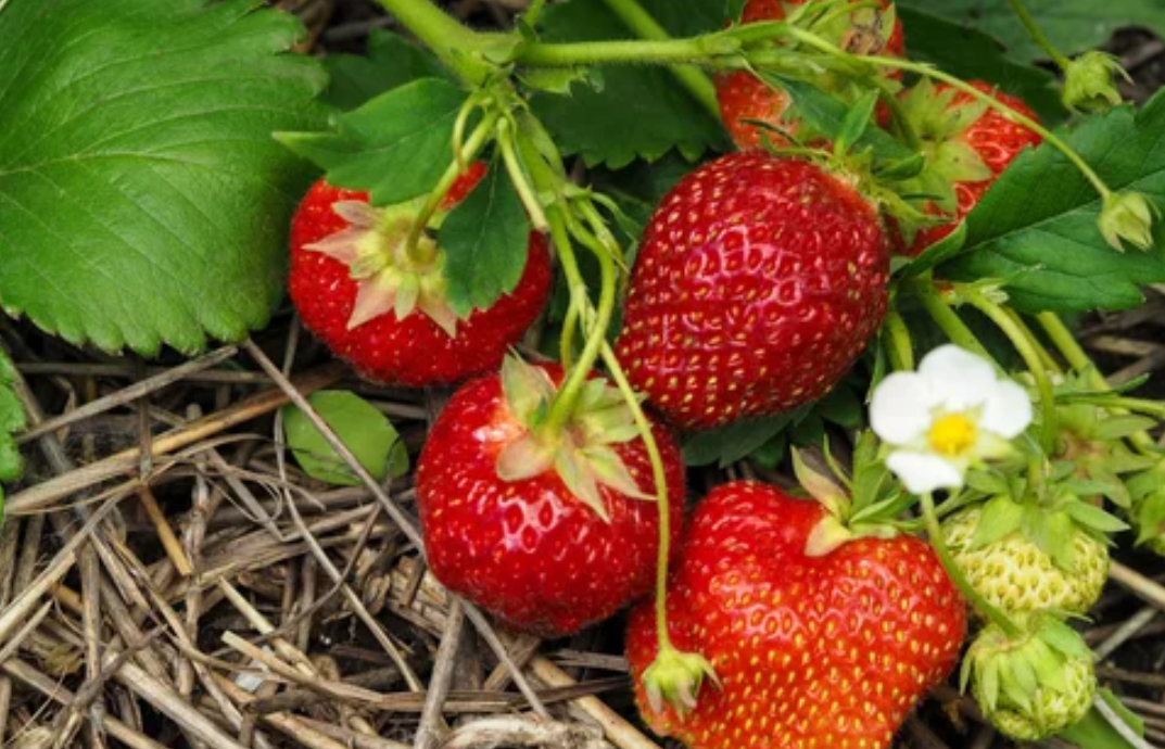 подкормка для ремонтантной клубники ГумиЦел