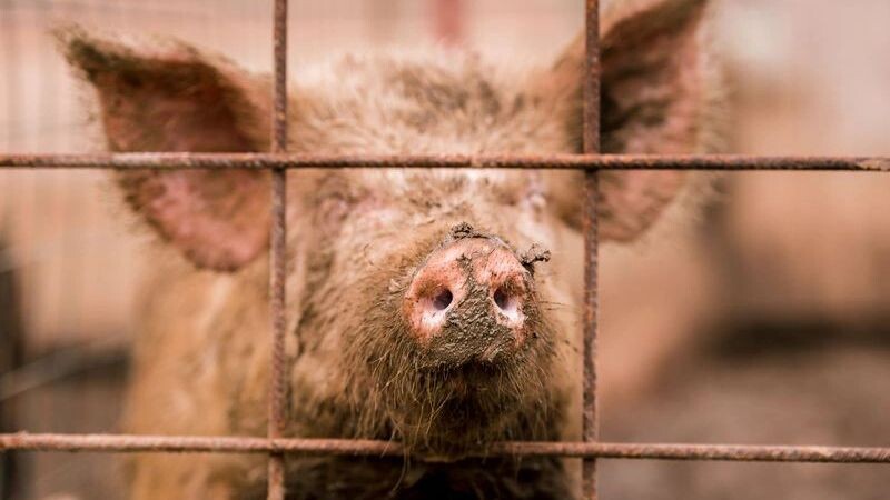    Фото: Katya_Bogomolova/Shutterstock/Fotodom