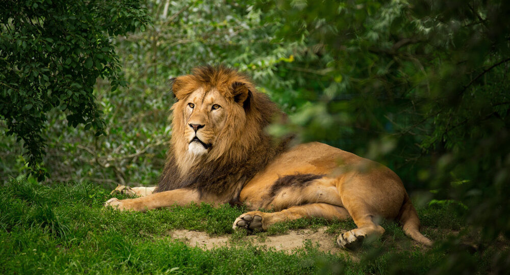 «Это не дурь»: юрист раскрыл причину нападения льва на директора парка «Тайган»