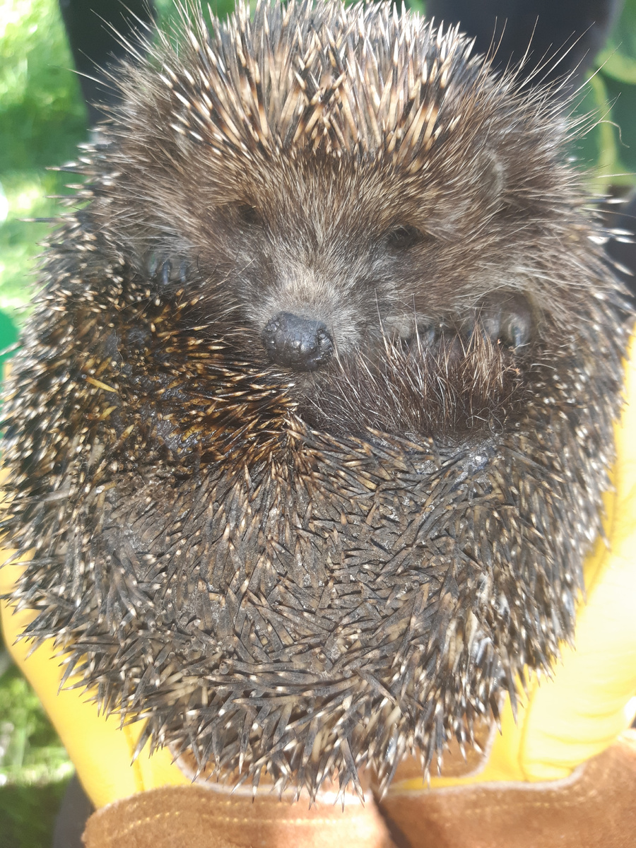 Вот подушка для иголок, хоть подушка - не возьмёшь, потому что не подушка, потому что это ёж.