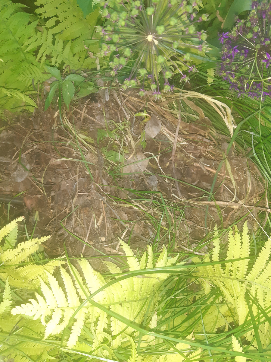 Берлога ёжика