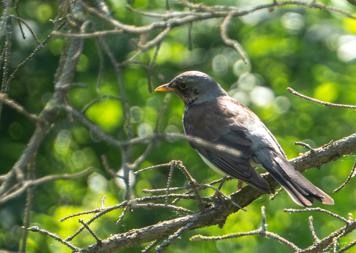 Дрозд-рябинник