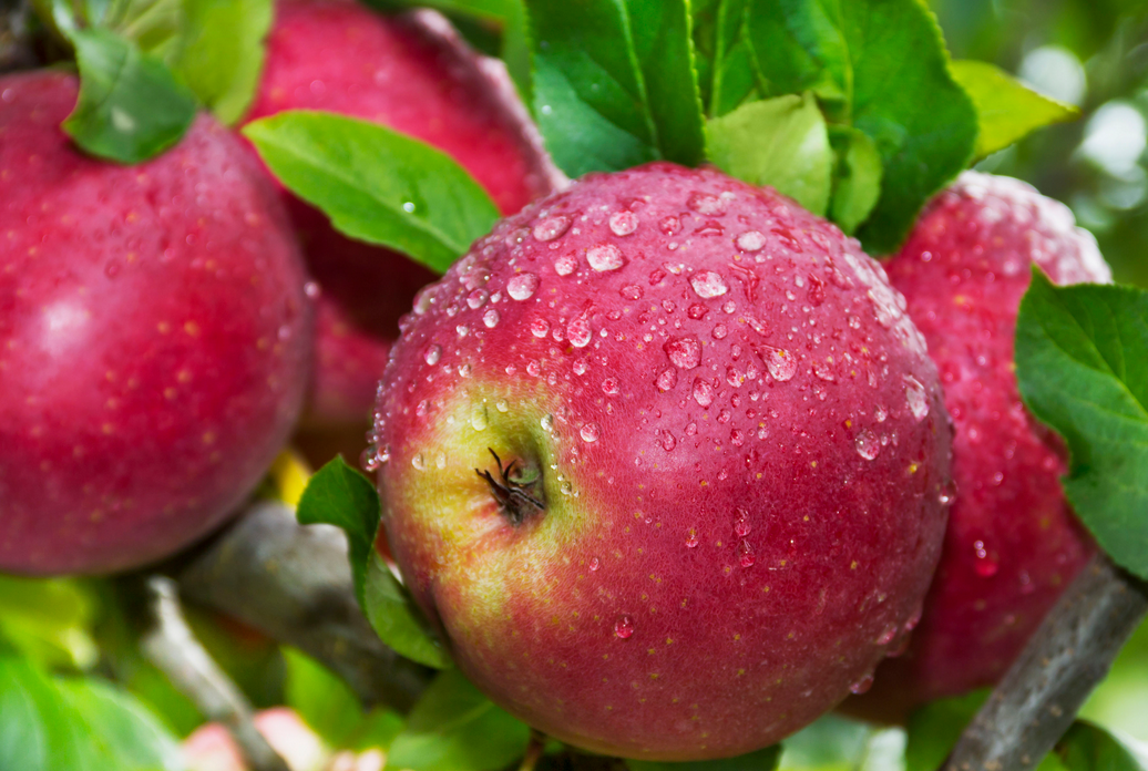Красивые яблочки