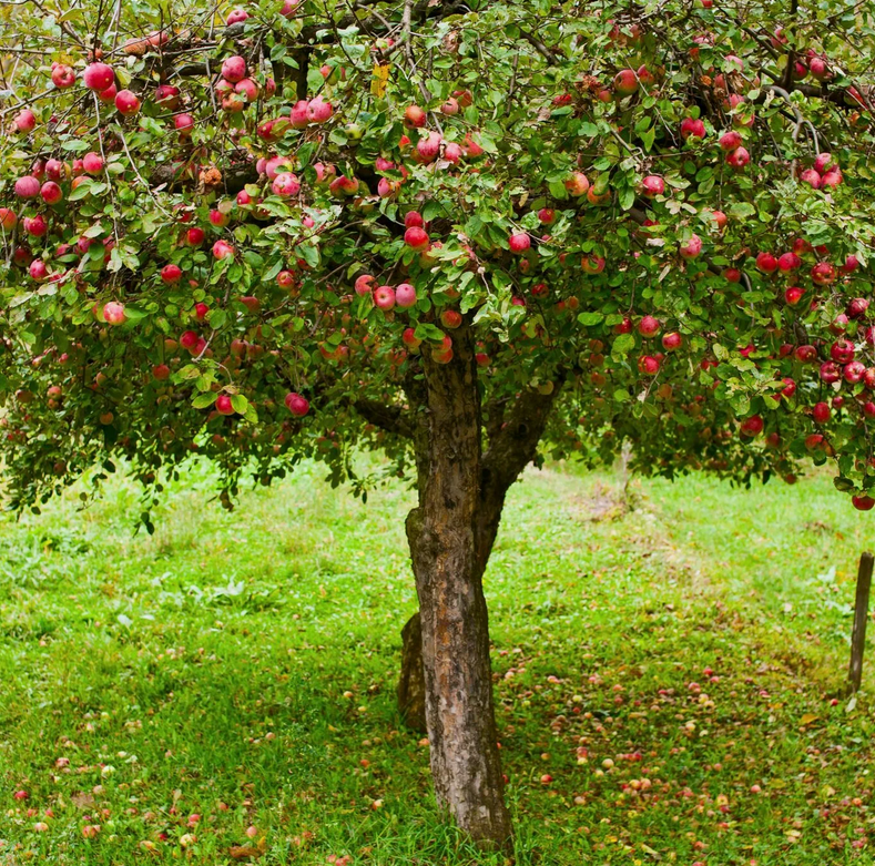 Яблоня на огороде