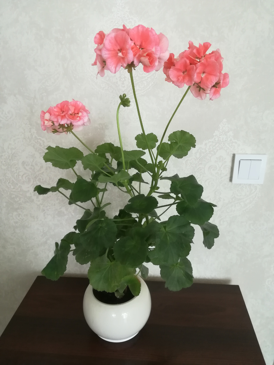 Эта пеларгония - моя любимица. Сорт не знаю, но растет она без хлопот и укореняется всегда прекрасно.