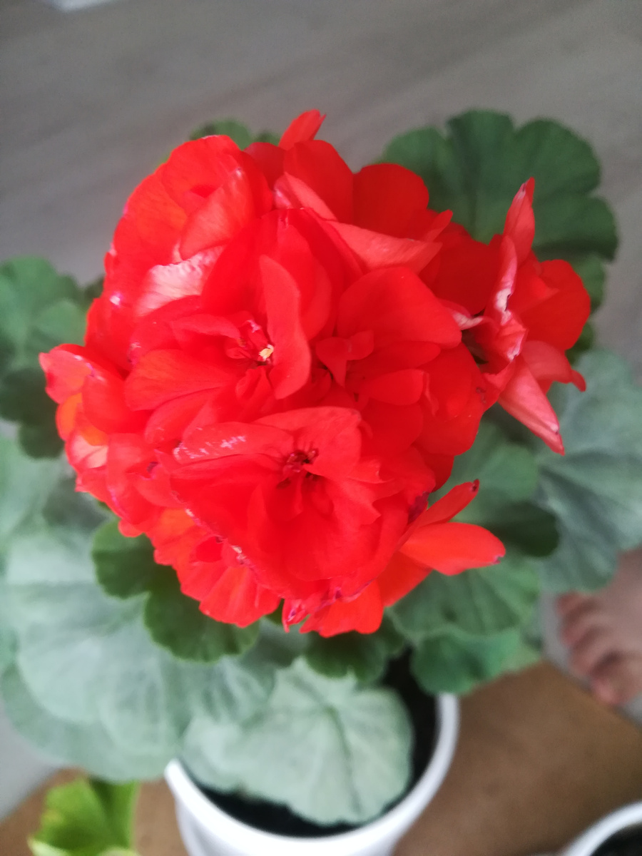 Пеларгонии светолюбивы, им нужно солнечное место как на подоконнике, так и на клумбе