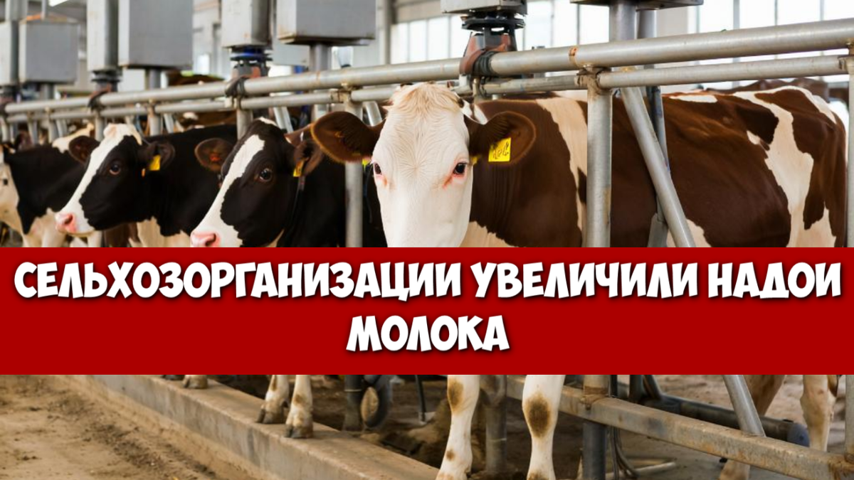 Российское Молоко Бьет Рекорды