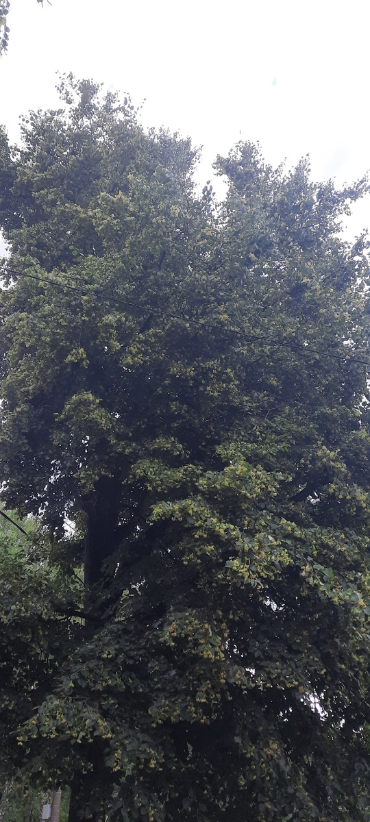 Липа цветёт. Ах, какой аромат!!!!