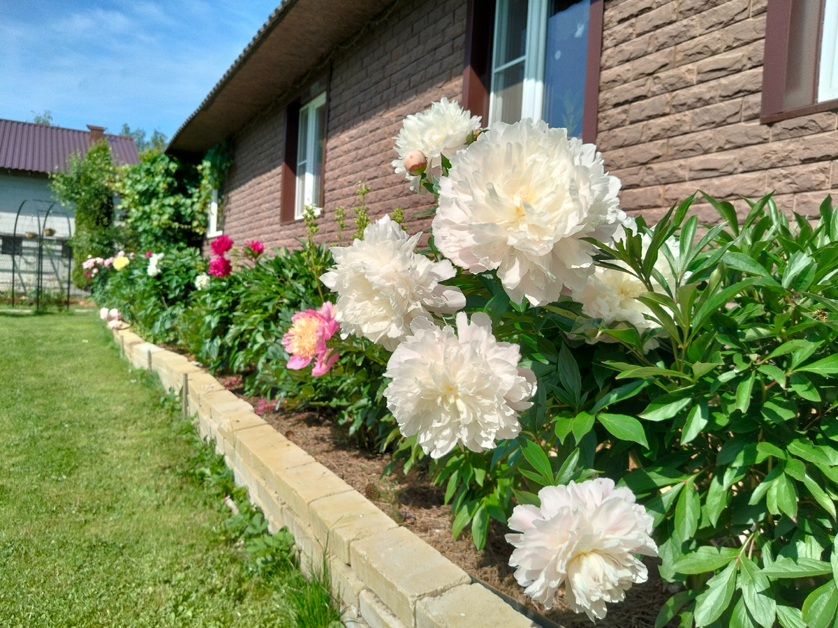 Пион 'Доктор Ф.Г Бретур' (Dr. F.G. Brethour) в нашем саду 2025. Фото автора @Маша Генералова