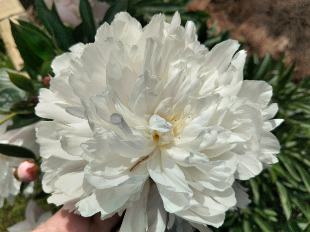 Пион 'Доктор Ф.Г Бретур' (Dr. F.G. Brethour) в нашем саду 2025. Фото автора @Маша Генералова