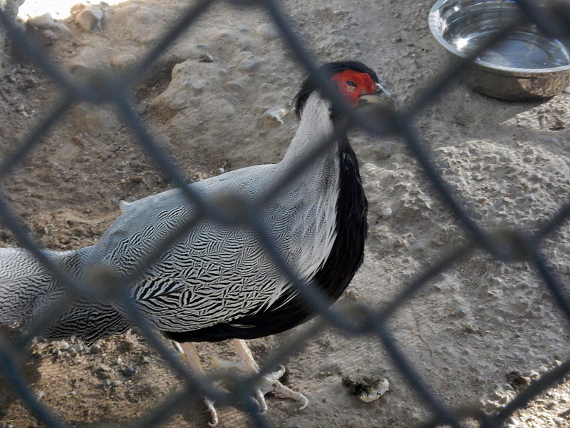 Экспозиция начинается с фазанов и павлинов. К сожалению, я не додумался фотографировать таблички с названиями, поэтому за правильность подписей животных не ручаюсь. Это, если не ошибаюсь, серебряный фазан