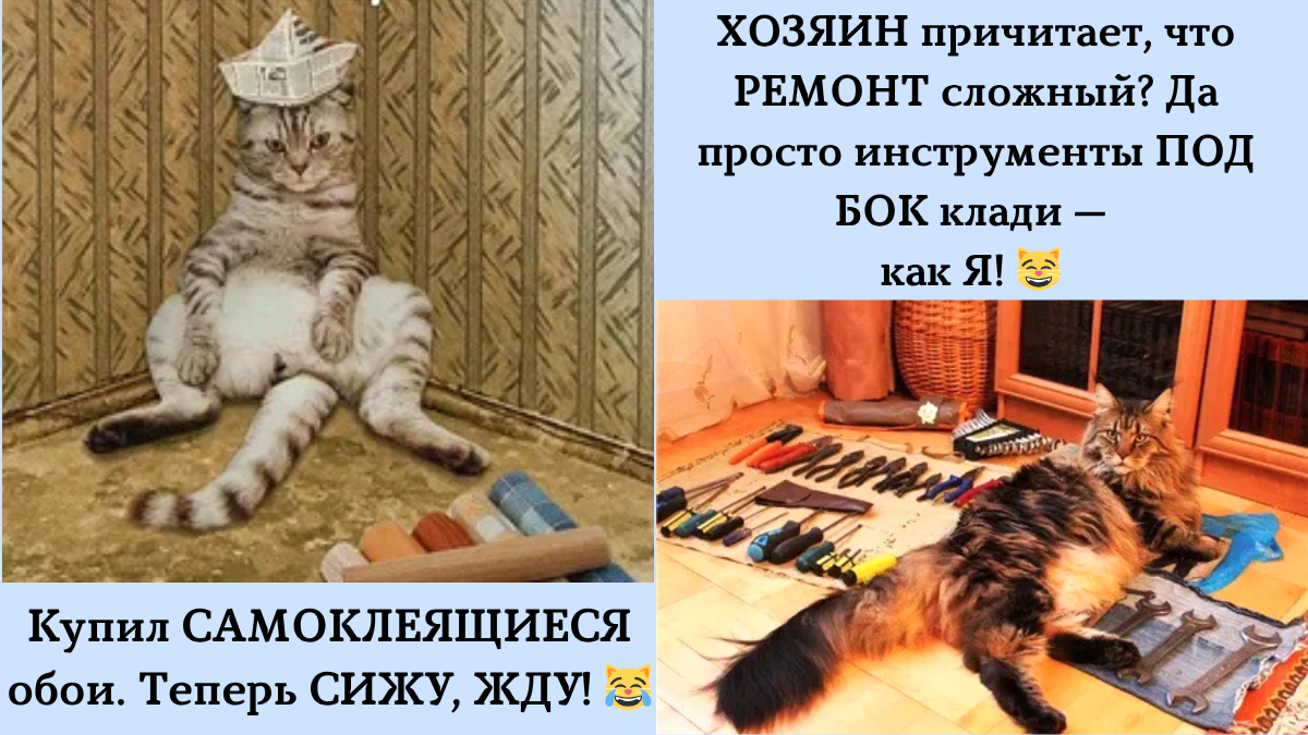 Фото: Котики заняты ремонтом — автор: Любовь @hi_journal