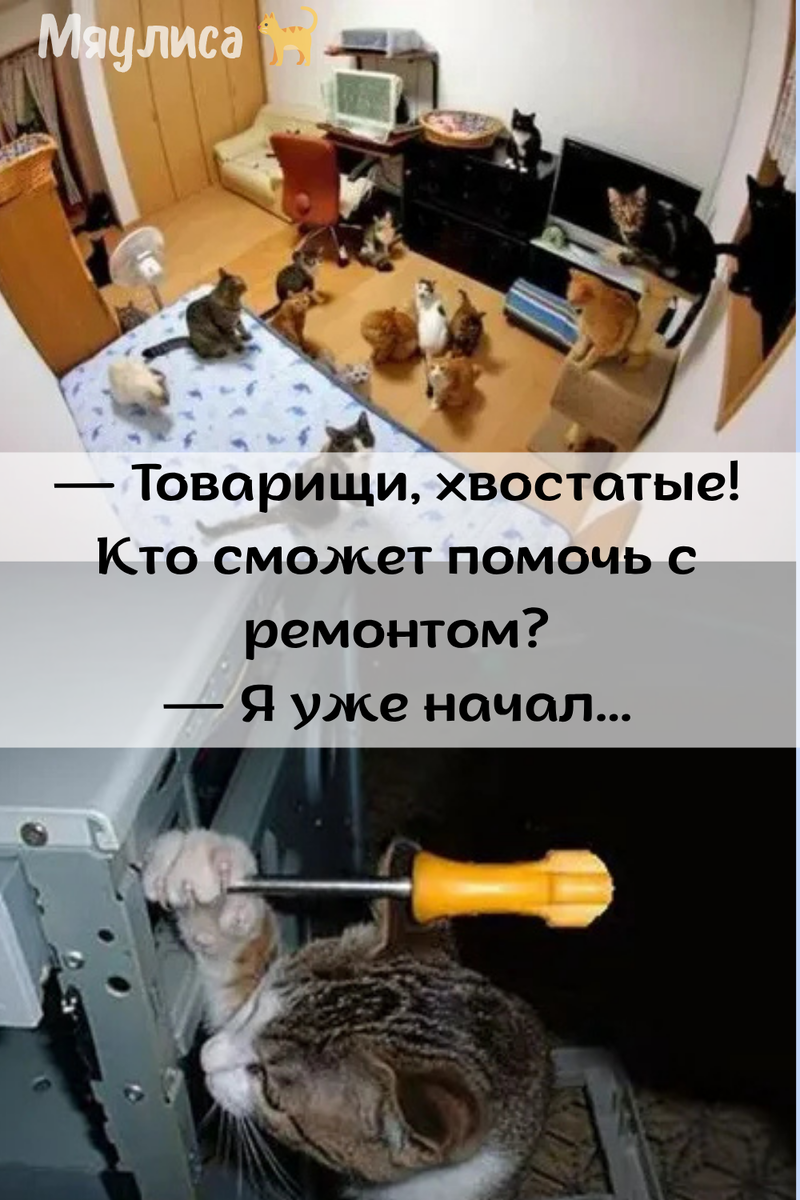 Коллаж: Кошки и ремонт — сток Unsplash, бесплатная лицензия