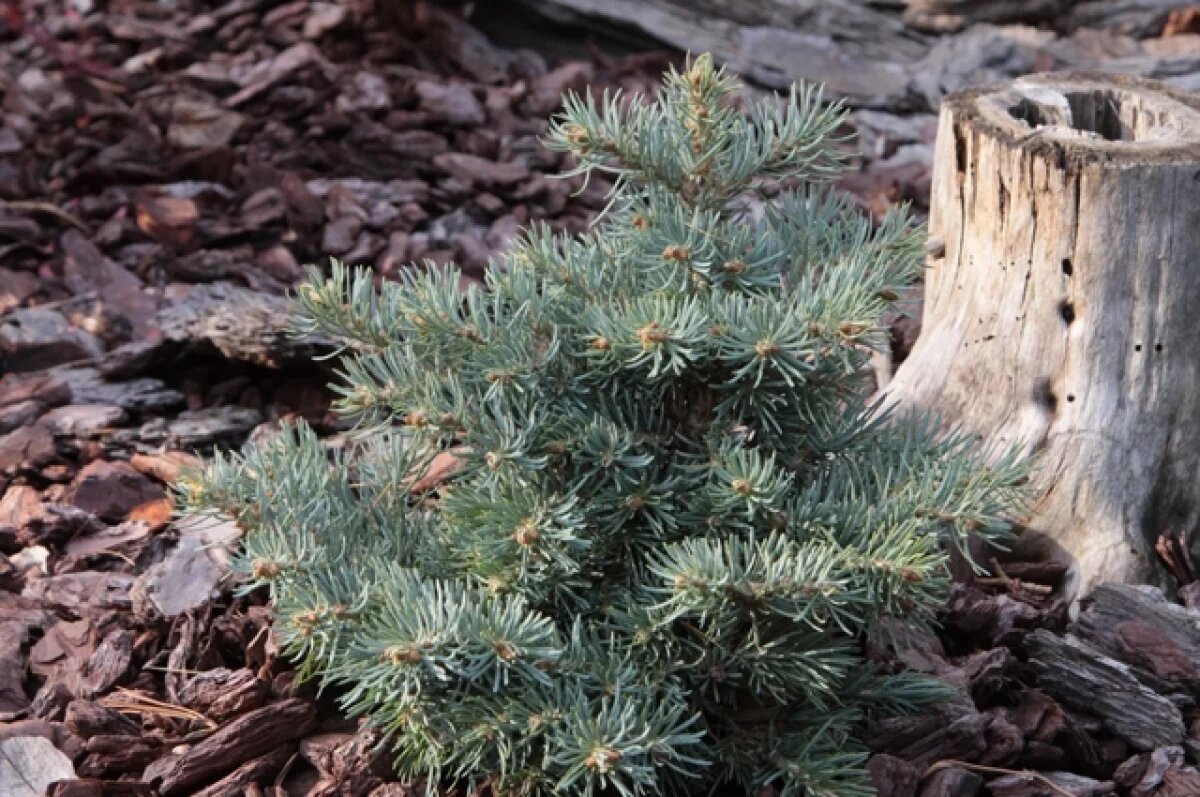    Дышим пихтой: в Волгограде ученые выяснили, как аромат поможет студентам