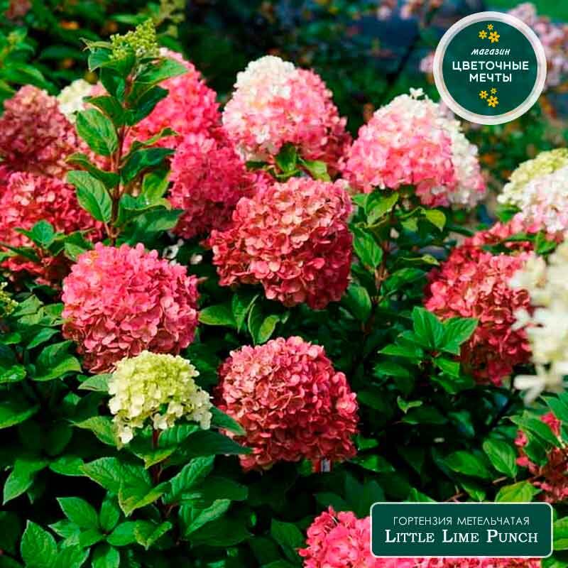 Гортензия метельчатая Little Lime Punch