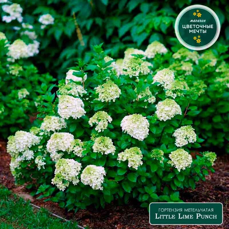 Гортензия метельчатая Little Lime Punch