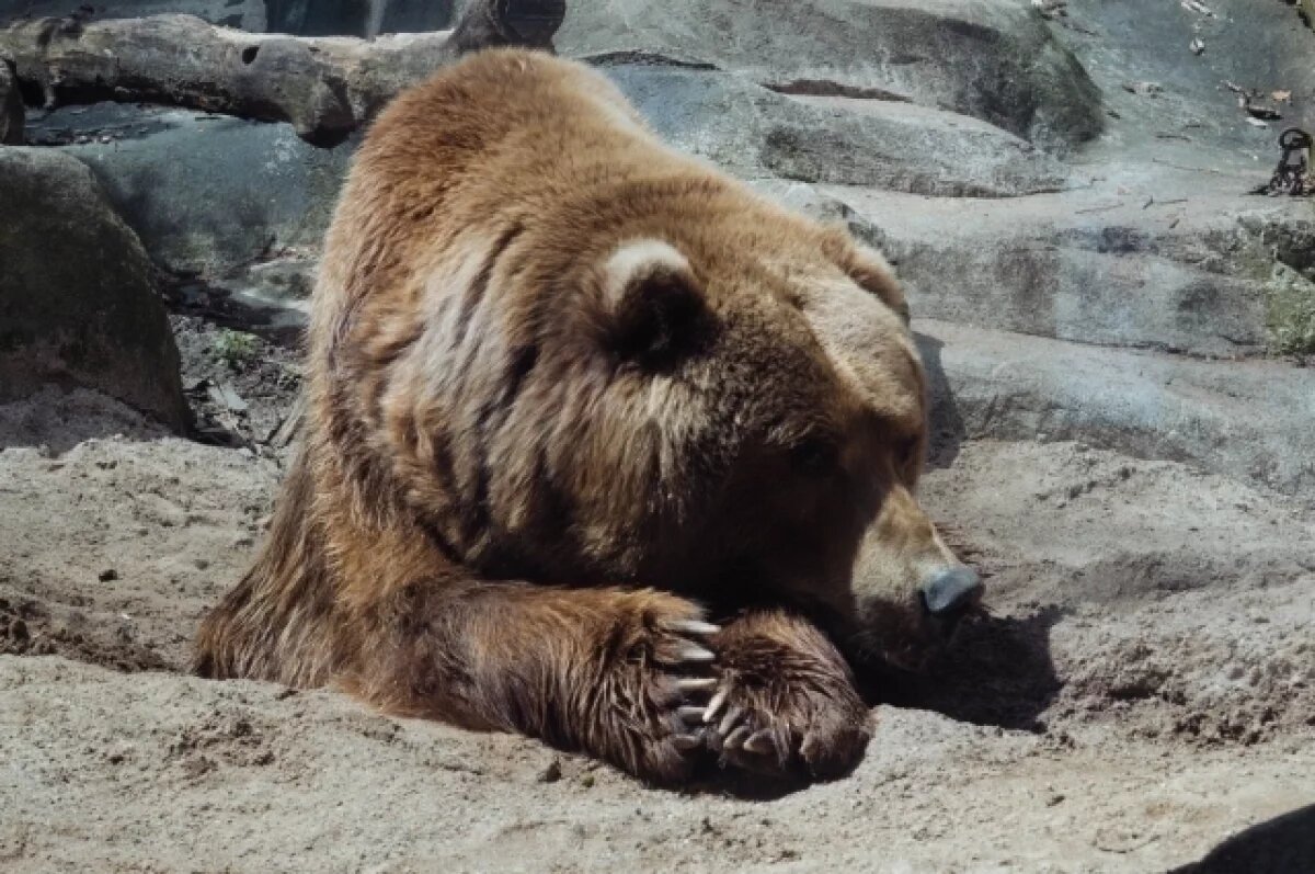    Прокуратура Заполярья проведёт проверку после убийства медведя в Луостари