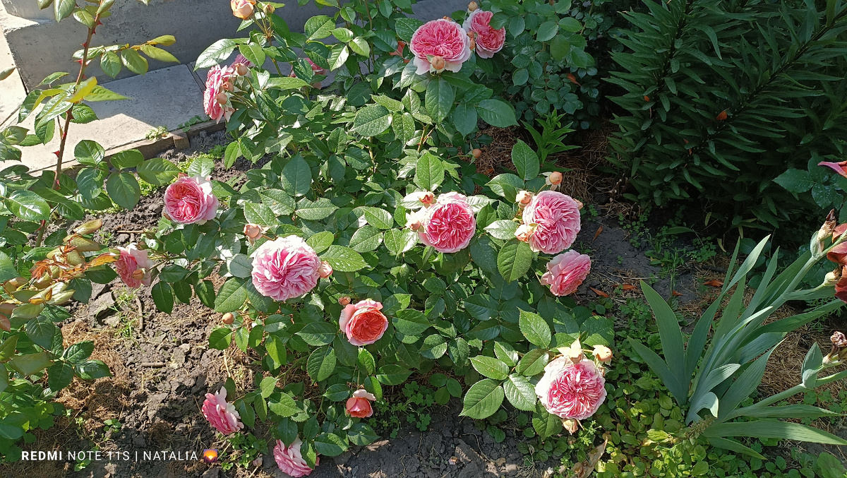 Чиппендейл