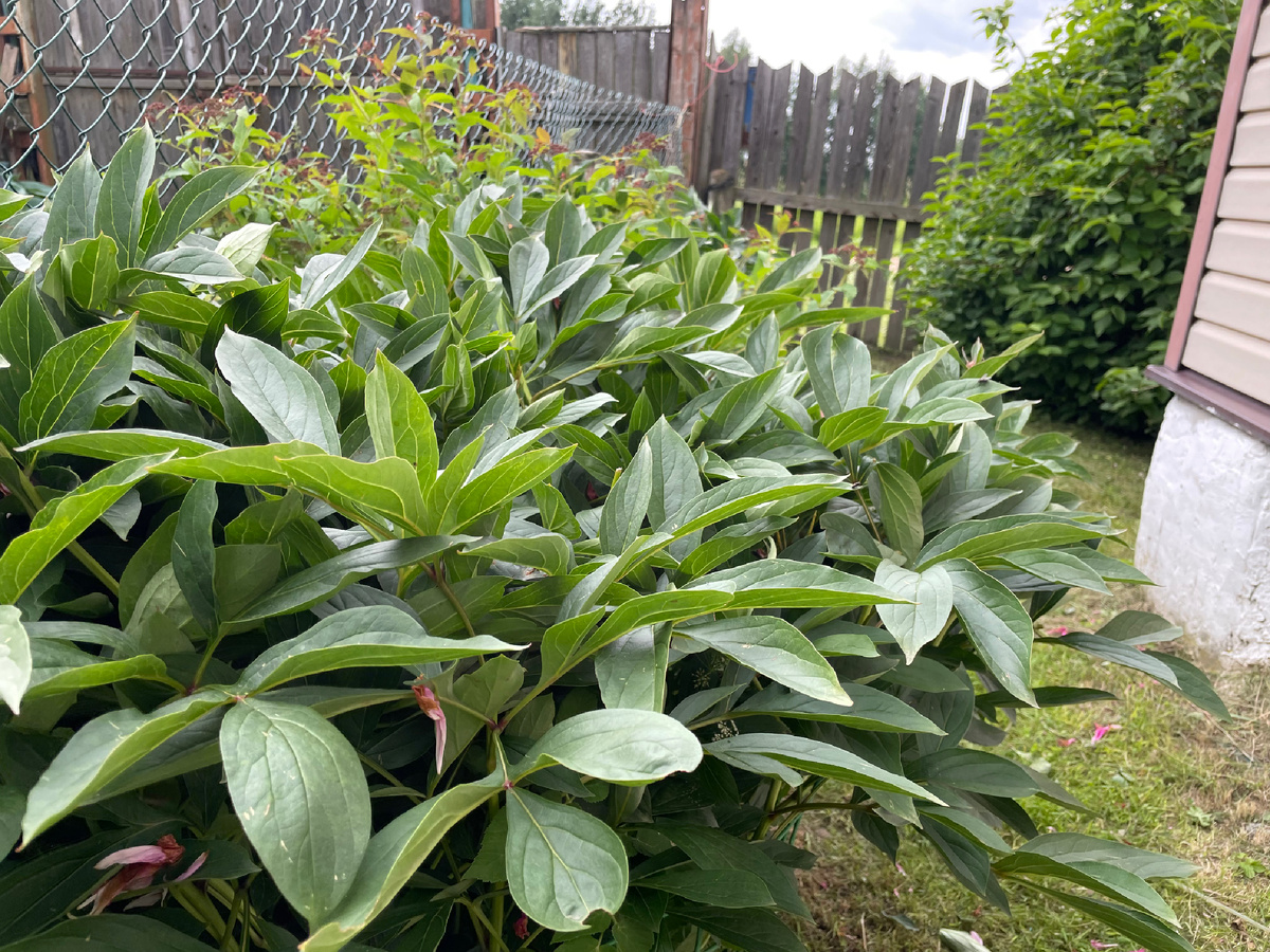 Пионы на моем участке обрезаны