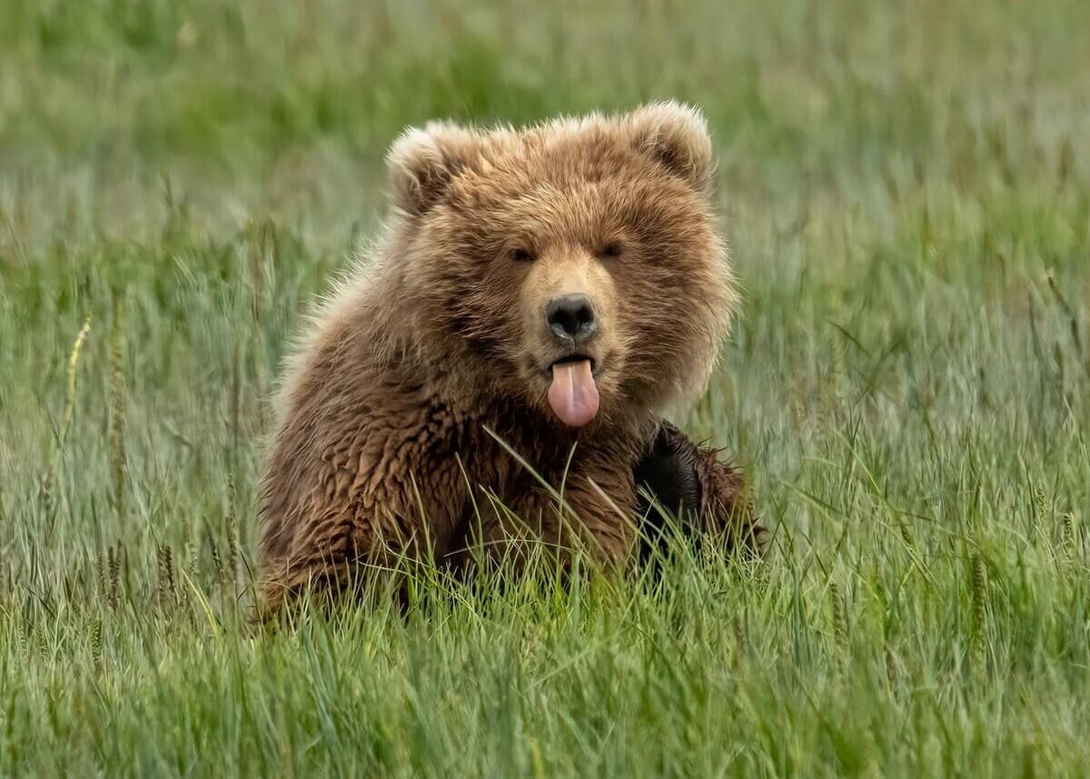    Снимок, занявший третье место: детеныш бурого медведя в Национальном парке и заповеднике Катмай / © Terry Wilson