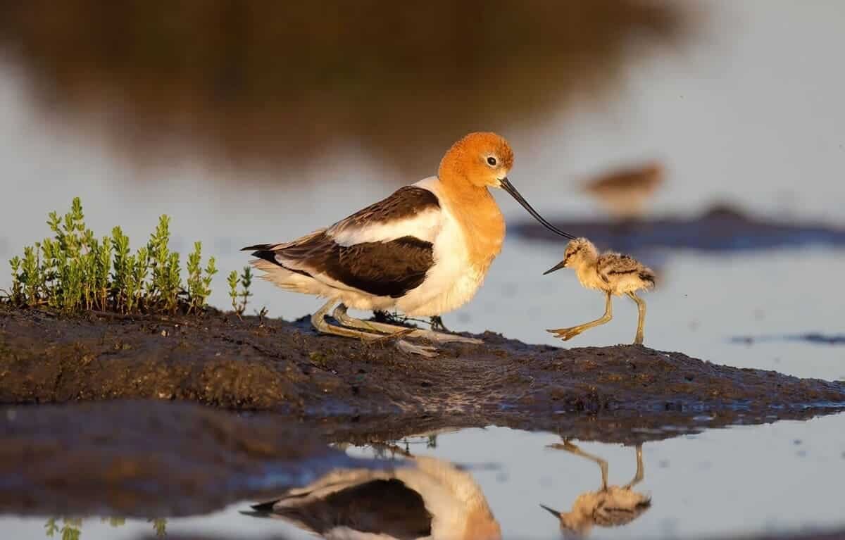    Снимок, занявший второе место: американская шилоклювка с птенцом в национальном заповеднике дикой природы Бэй Сан-Франциско имени Дона Эдвардса / © Jean Zuo