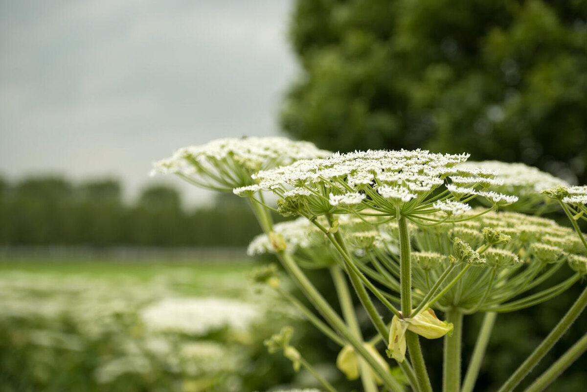    Борщевик 123RF/legion-media.ru