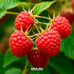     Для роста и созревания малине особенно нужны азот, калий и фосфор URA.RUАзот (N)

