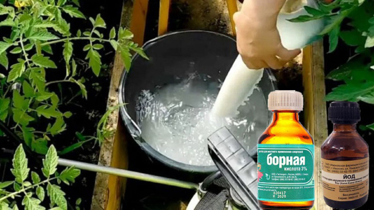 Яндекс картинки