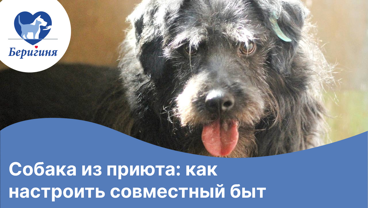 #берегиня_Джой