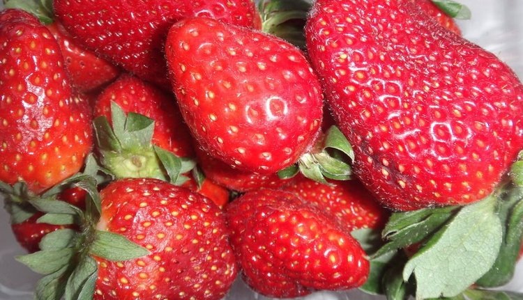    За 90 тонн перевалил урожай клубники в Тамбовской области