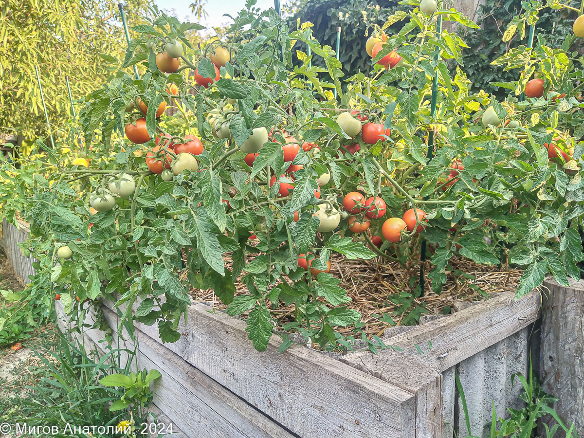 Наши помидоры-2024 на фирменных опорах.