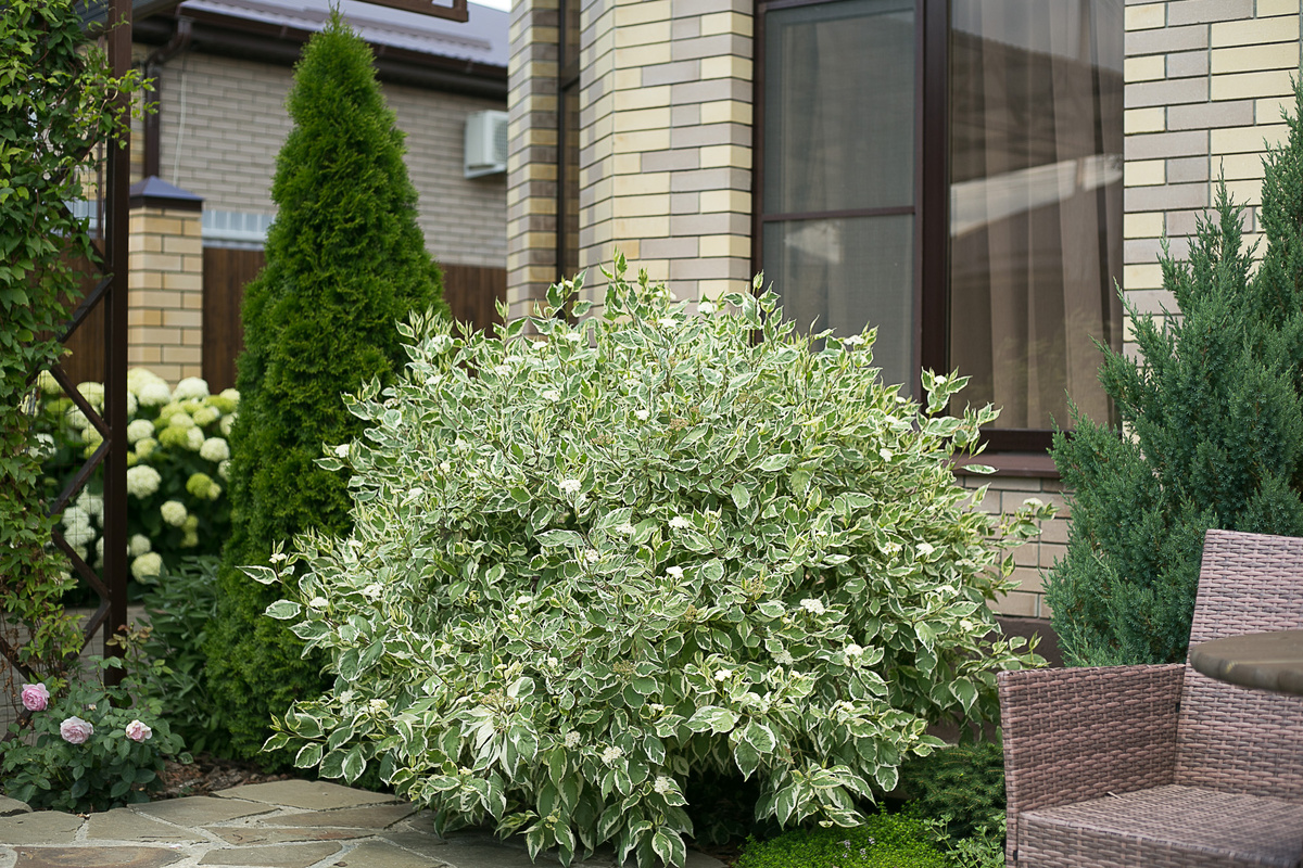 Фото Елена Якимова / Greenfingers