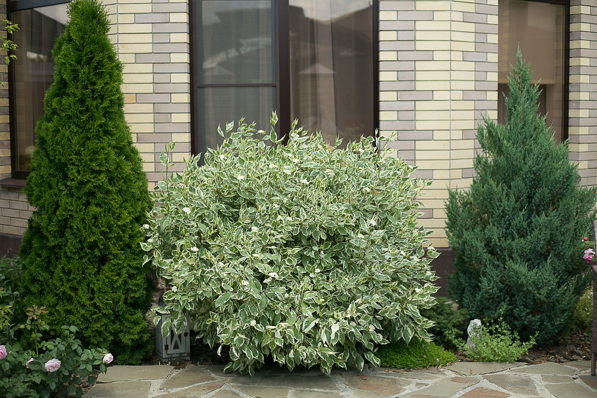 Фото Елена Якимова / Greenfingers