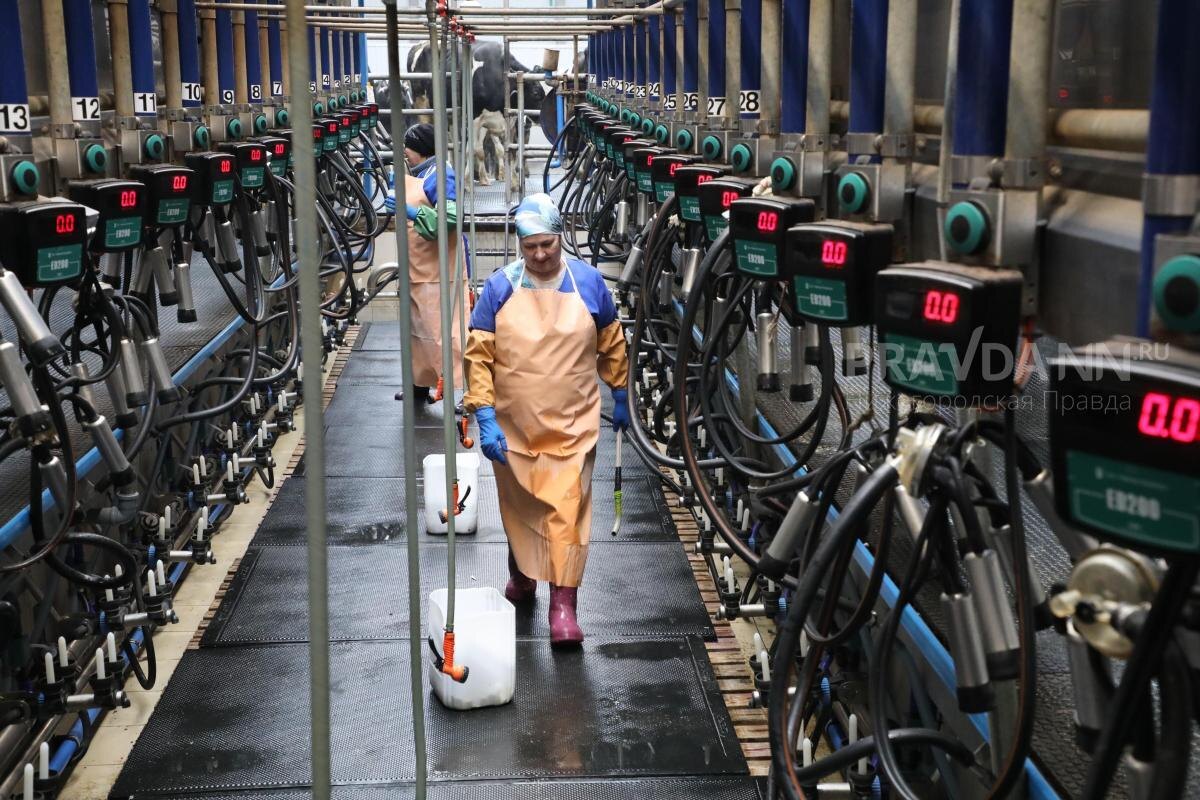    Средний надой молока на одну корову составляет 3,6 кг