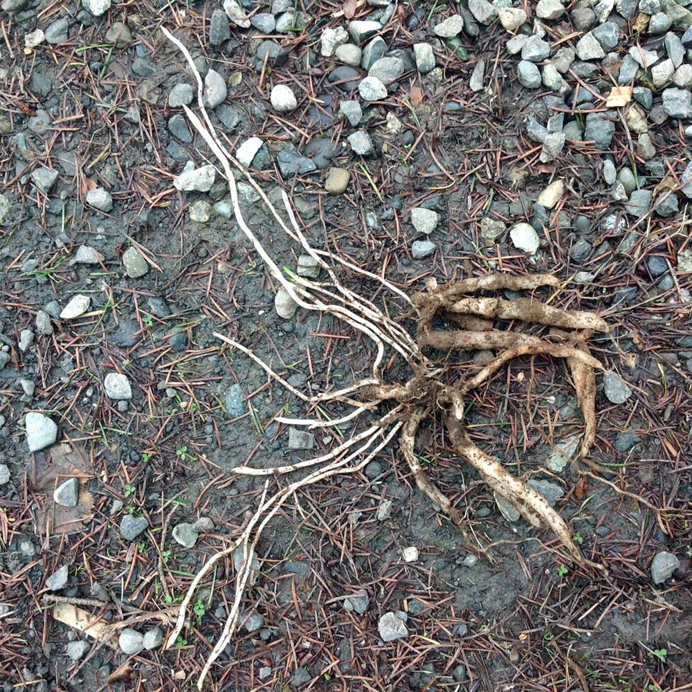 Корни альстрёмерии. Фото: https://wsmag.net/blog/2015-02-16/thugs-and-overachievers-in-the-garden/