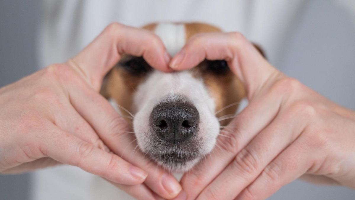    Собаки тонко улавливают эмоции: стоит вам нахмуриться — и питомец уже насторожен.