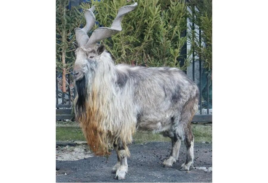 Наиболее яркой особенностью самца мархура являются его впечатляющие рога, которые могут достигать полутора метров. Это «холодное оружие» необходимо ему для борьбы с соперниками во время брачного периода./ФОТО Михаила СОЛДАТЕНКОВА