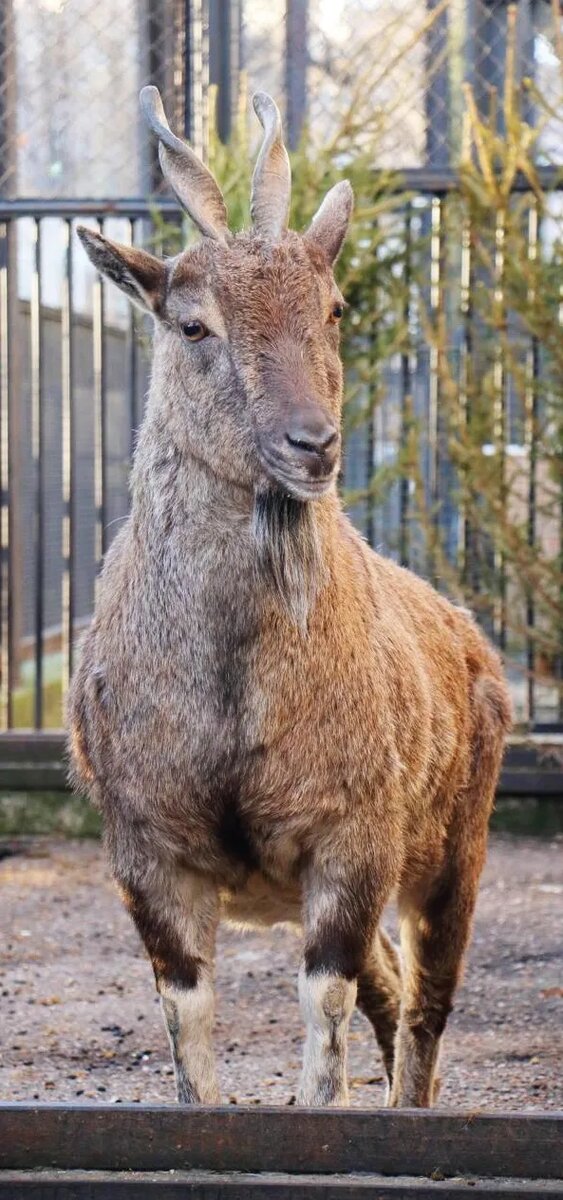 У самок мархура рога тоже имеются, но они в разы меньше и тоньше. Да и по весу дамы много изящнее своих кавалеров. Масса взрослого самца может достигать 120 кг, самки — всего 40 – 50 кг./ФОТО Михаила СОЛДАТЕНКОВА