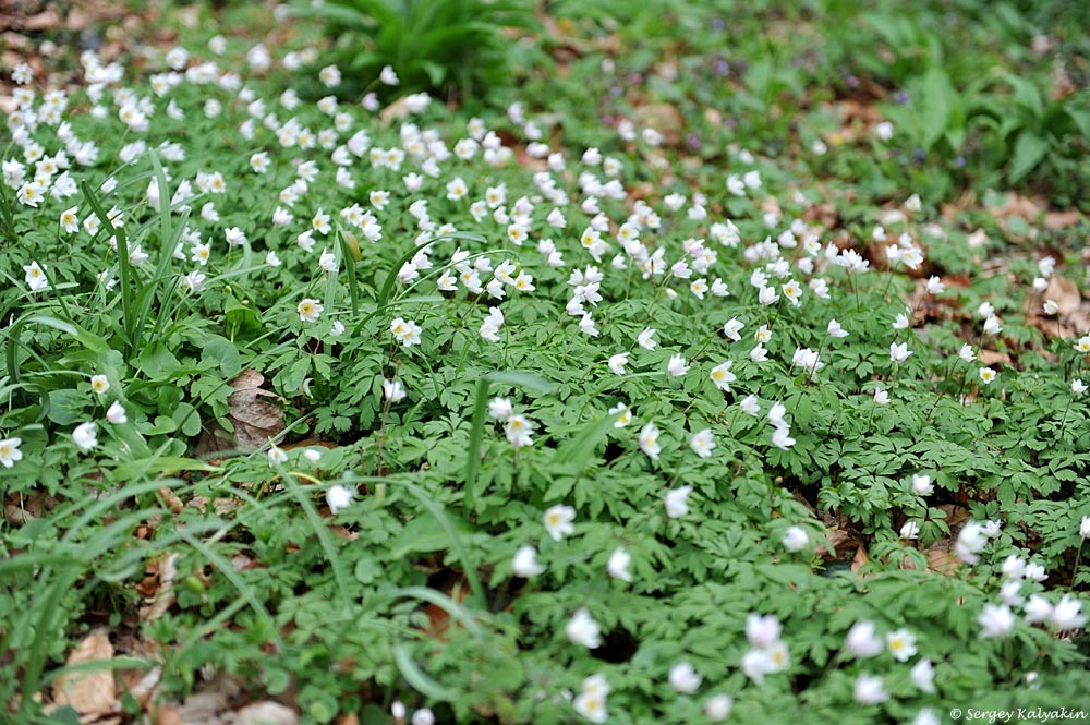 Анемона дубравная