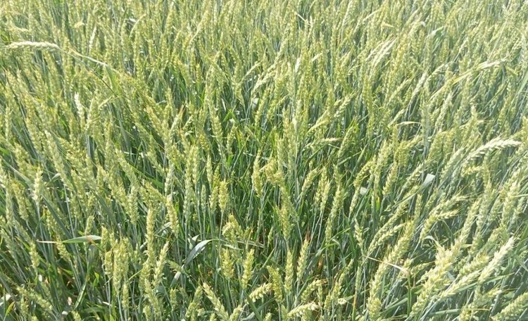    Фото: Филиал Донецкий Российского сельскохозяйственного центра