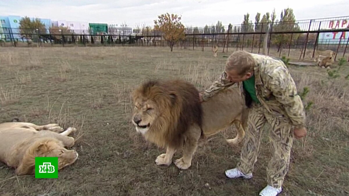    В Крыму не будут усыплять льва, напавшего на хозяина «Тайгана» Зубкова