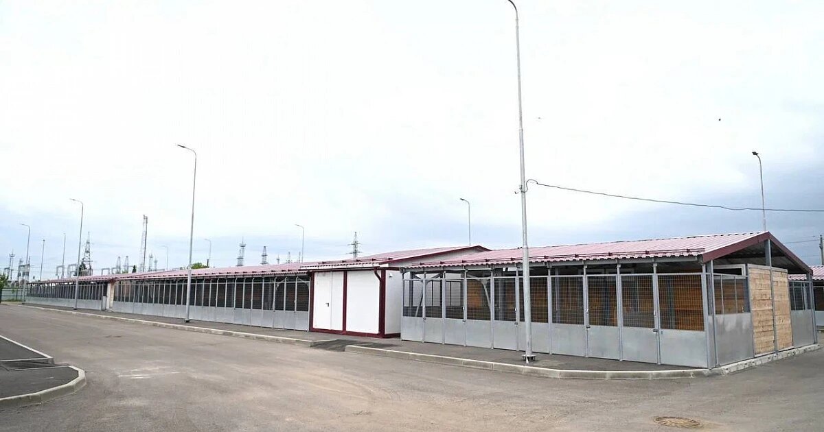 Фото: Муниципальный приют для собак / Телеграм-канал