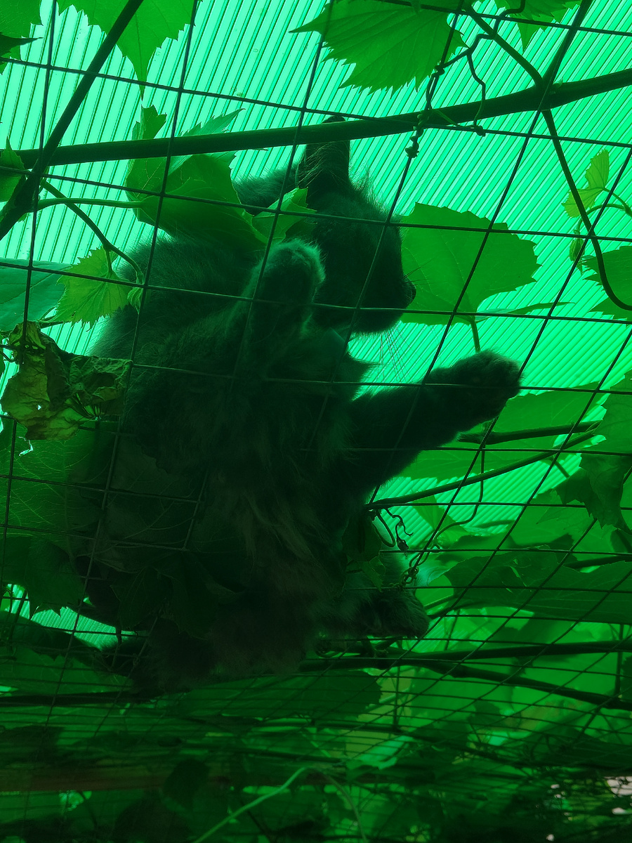 Далеко гляжу