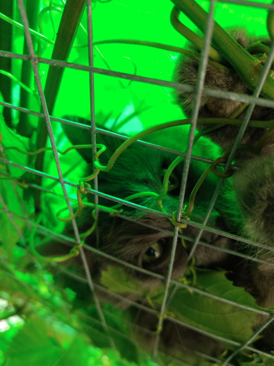 Высоко сижу